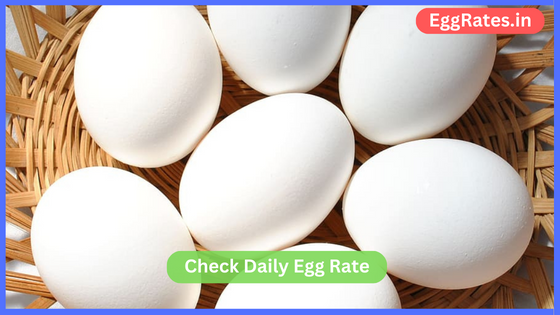 egg rate